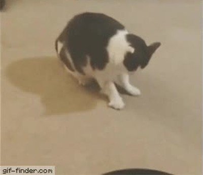 Enlace a Gato demostrando sus habilidades de breakdance