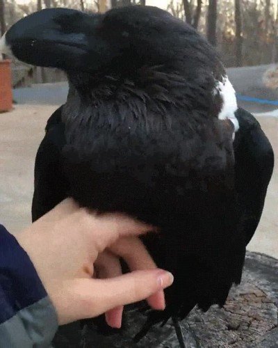 Enlace a A pesar de la fama que tienen los cuervos adoran las caricias y mimos
