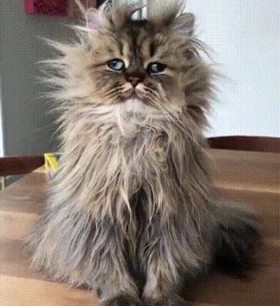 cara,lunes,ma&ntilde;ana,gato