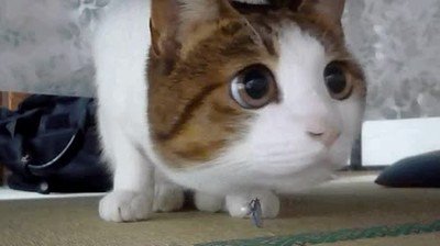 Enlace a Mueve el cursor del mouse para que parezca que lo siga con la mirada