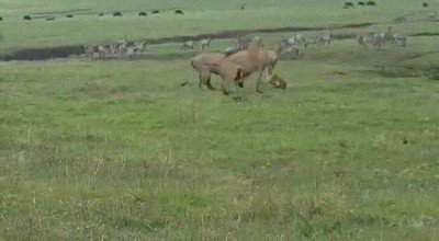 autentico,verdadero,rey de la selva,leones,perro