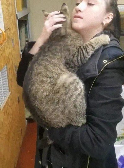 gato,despegar,humana,segundo