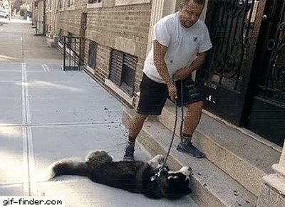 Perro tozudo que se niega a irse a casa después de pasar 2h en el parque perro,tozudo,entrar,parque