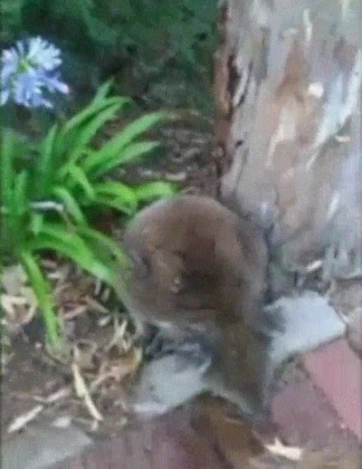 ayudar,koala,sed,botella