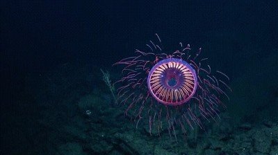 criatura,marina,pelicula,Studio Ghibli