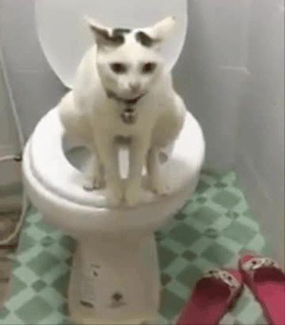 gato,entrenado,necesidades