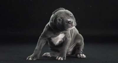 dia,entero,orejas,perro,sacudir