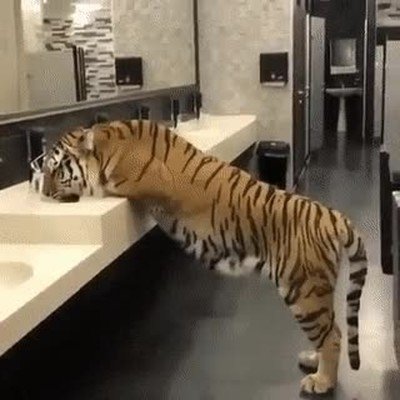 tigre,salir,ba&ntilde;o