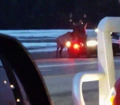 bronca,agente,animal,carretera