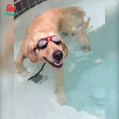 perro,agua,piscina,gafas de sol