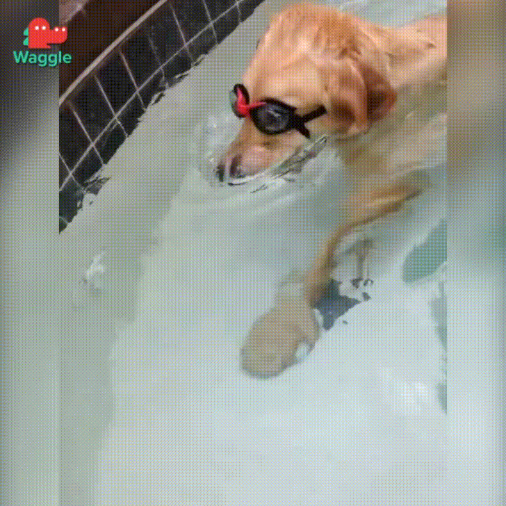 agua,gafas de sol,perro,piscina