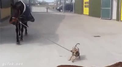 perro,sacar,paseo,amigo,caballo