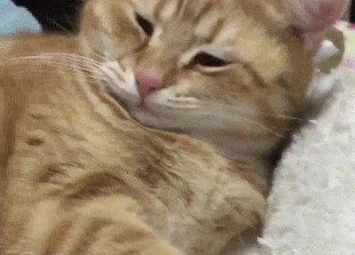 molestar,gato,despertar,siesta