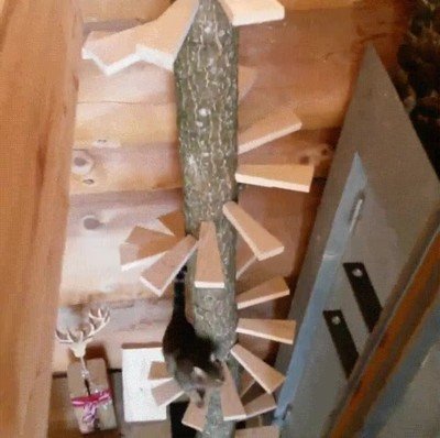 gato,equipadas,escaleras