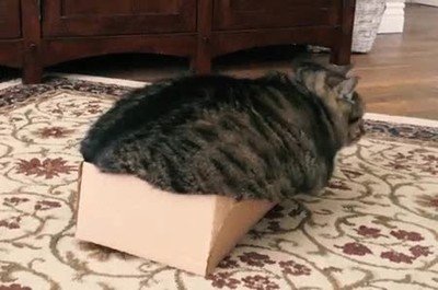 poner,pantalon,a&ntilde;o,pasado,peso,gato