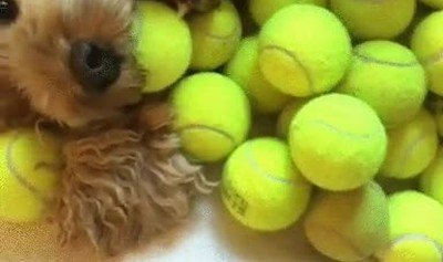 paraiso,perros,parecido