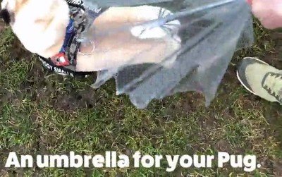 paraguas,perros,pug,proteger