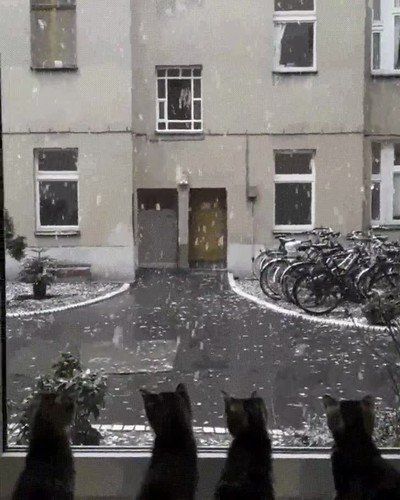 reacci&oacute;n,4 gatos,nieve