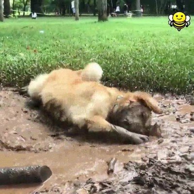 perro,necesitar,feliz,charco,barro