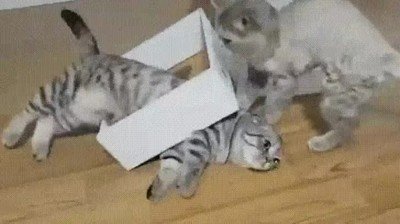 rallar,gato,sentido,vida