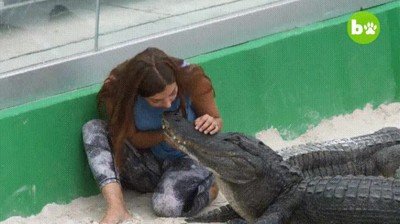 pasión,chica,cuidar,caiman