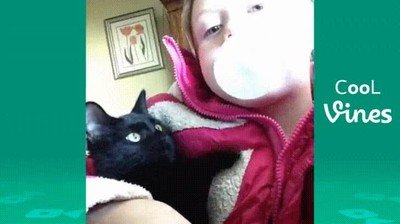 gato,soportar,comer,chicles