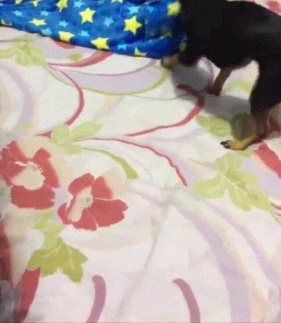 perro,preocupado,peque&ntilde;o,frio