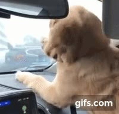 perro,limpiaparabrisas,batalla