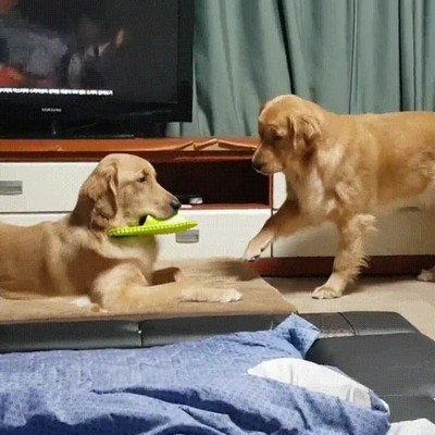 perro,tomarse,bien,broma