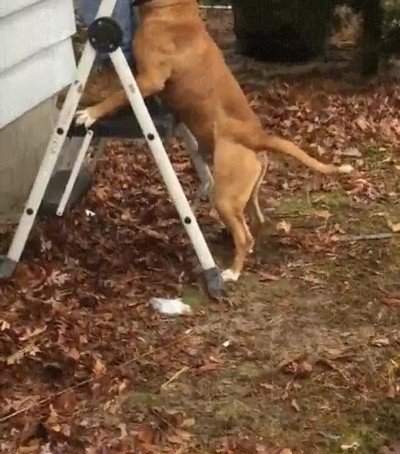 perro,demasiado,amigo,pintor