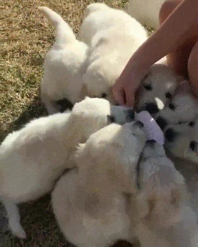 helado,gobernar,perros,el se&ntilde;or de los perrillos