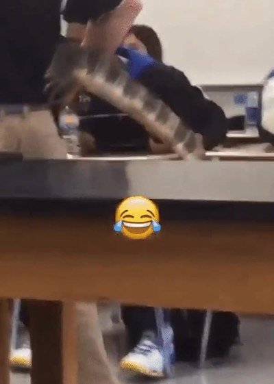 momento,exacto,chico,veterinario