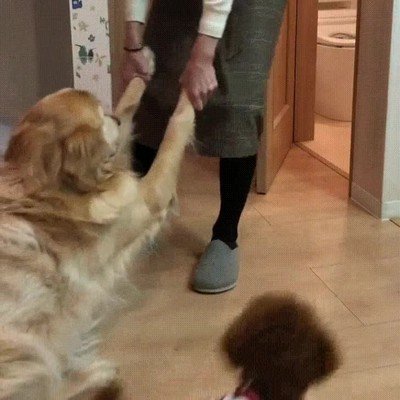 hora,ba&ntilde;o,perro,complicada