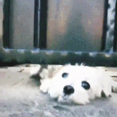 forma,comprobar,perros,llegar,casa