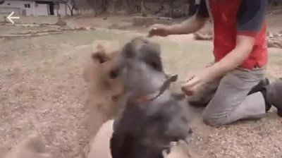 reencuentro,amigos,tiempo,perro