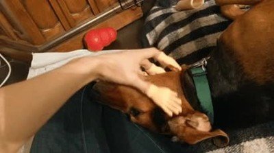 acariciar,perro,manitas,mano