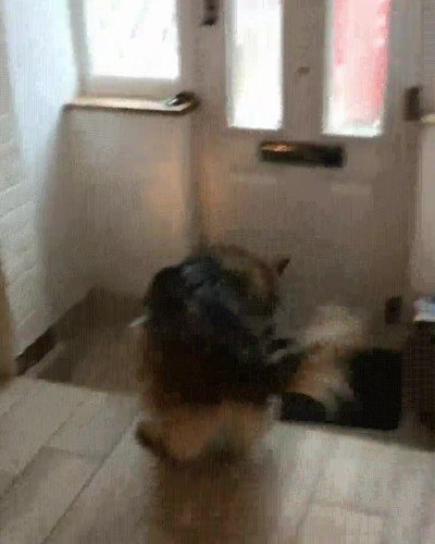 esperar,ganas,paquete,perro