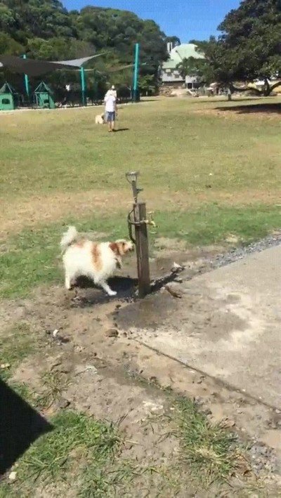 perro,agua,fuente