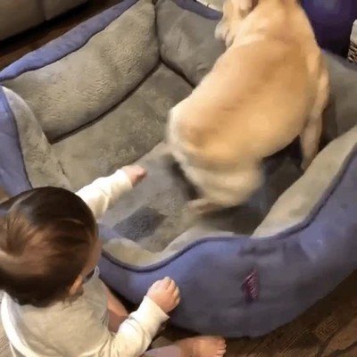 tocar,perro,niño,agujero