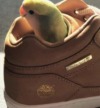 repasar,calzado,sorpresa