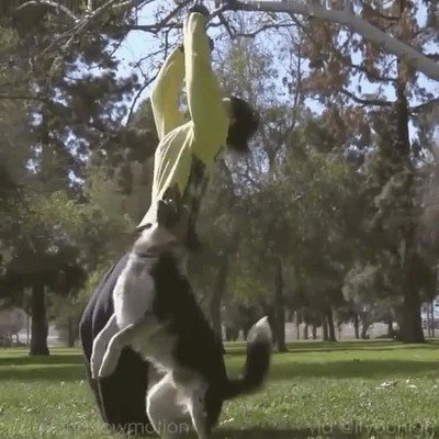 mejor,compa&ntilde;ero,saltos,mortales