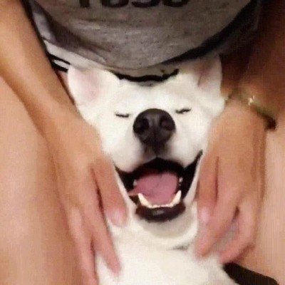 feliz,perro,cara,momento