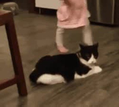 nunca,confiar,gato,pierna,suelo