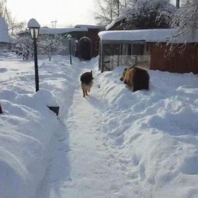 perro,oso,vecino,evitar