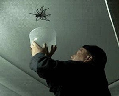 Enlace a Nunca intentes capturar una araña si no eres un experto