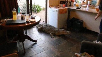 dia,cualquiera,casa,florida