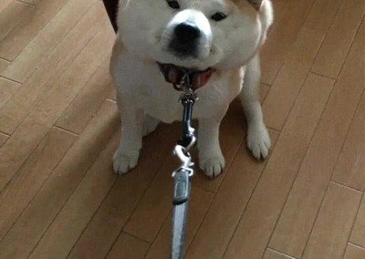 perro,ganas,veterinario