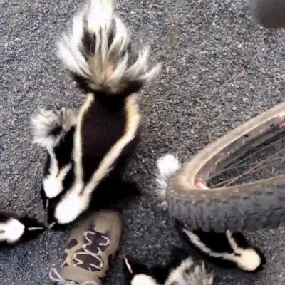 moverte,bici,camara,tiranosaurio