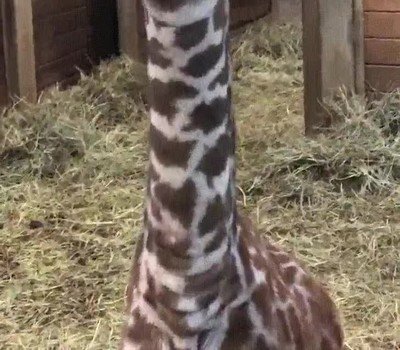 guapo,familia,jirafa