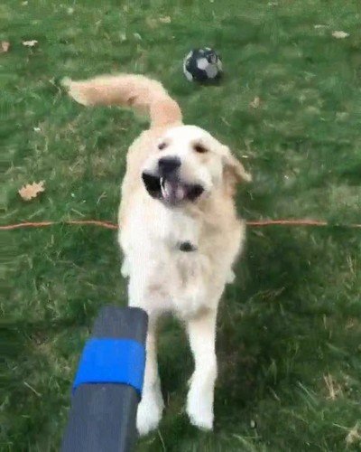 reportero,perro,micro,preguntas